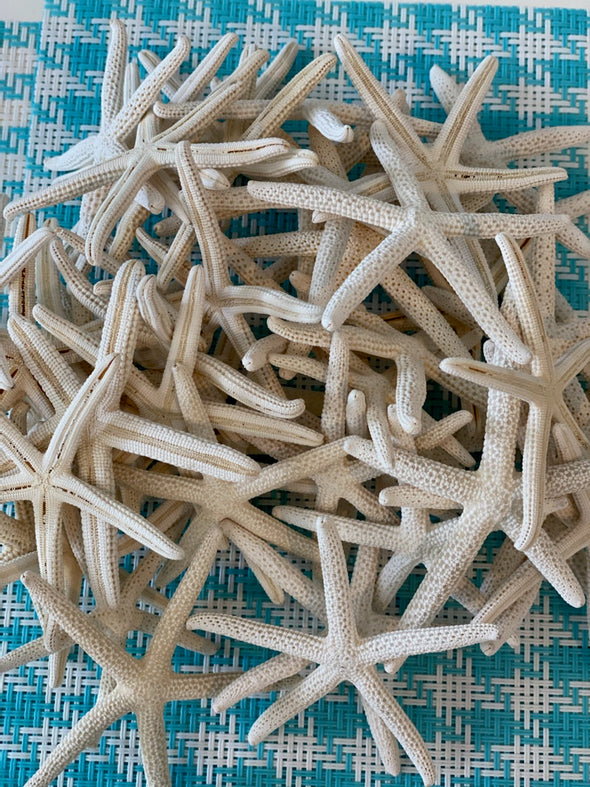 White Finger Starfish